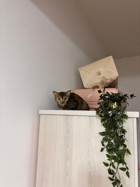 Kirei - Domestic Short Hair Cat