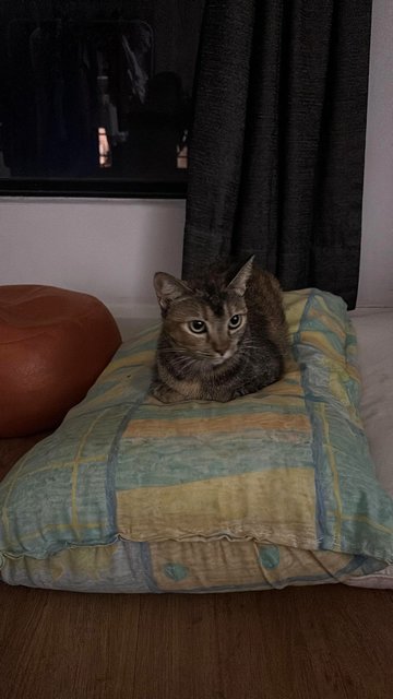 Kirei - Domestic Short Hair Cat