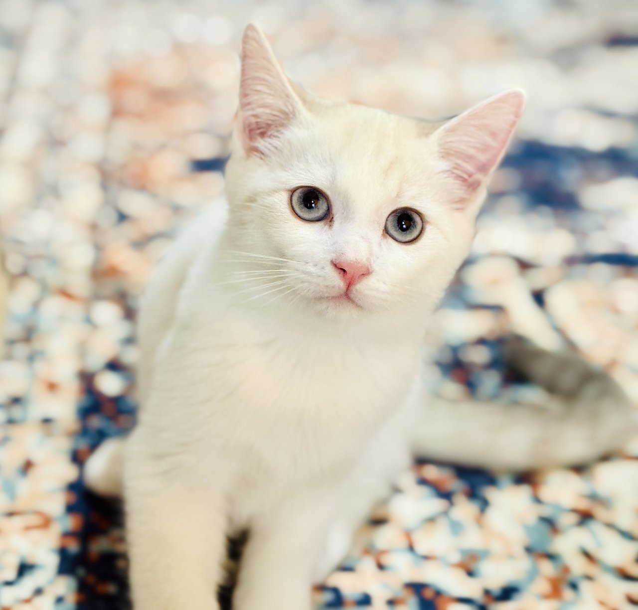 Gucci, Armani, Dior &amp; Casper - Ragdoll + British Shorthair Cat