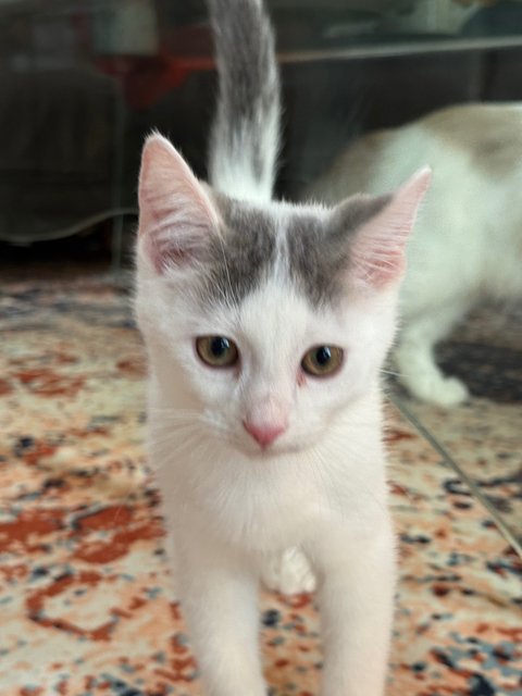 Gucci, Armani, Dior &amp; Casper - Ragdoll + British Shorthair Cat