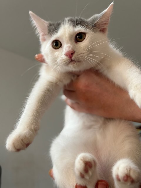 Gucci, Armani, Dior &amp; Casper - Ragdoll + British Shorthair Cat