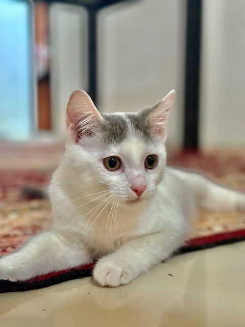 Gucci, Armani, Dior &amp; Casper - Ragdoll + British Shorthair Cat