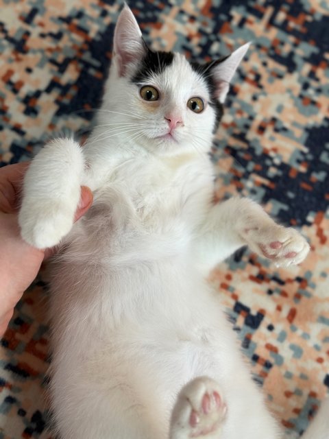 Gucci, Armani, Dior &amp; Casper - Ragdoll + British Shorthair Cat
