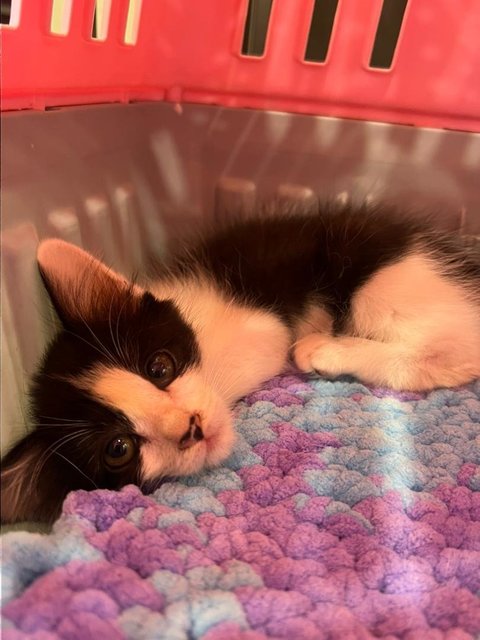 Bean - Domestic Short Hair Cat