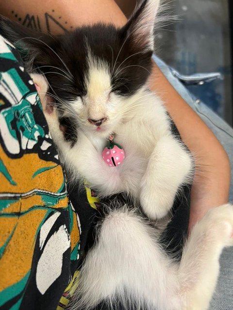 Bean - Domestic Short Hair Cat