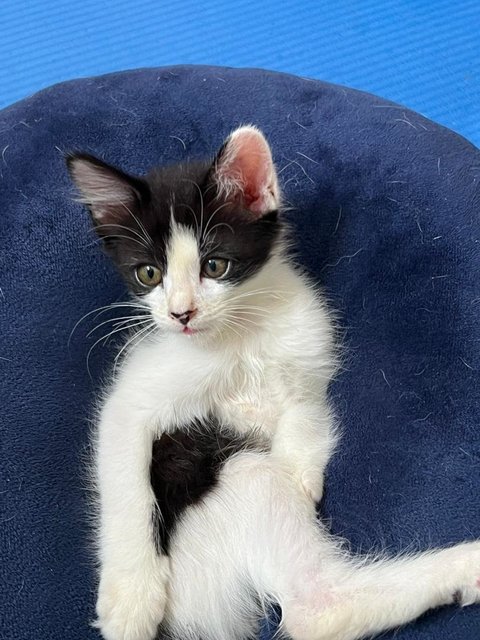 Bean - Domestic Short Hair Cat