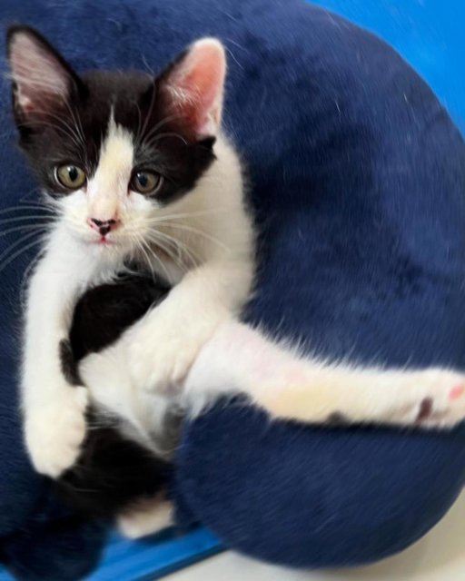 Bean - Domestic Short Hair Cat