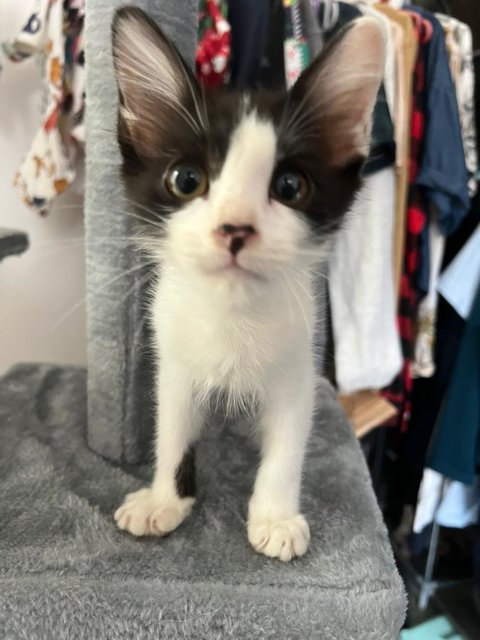 Bean - Domestic Short Hair Cat