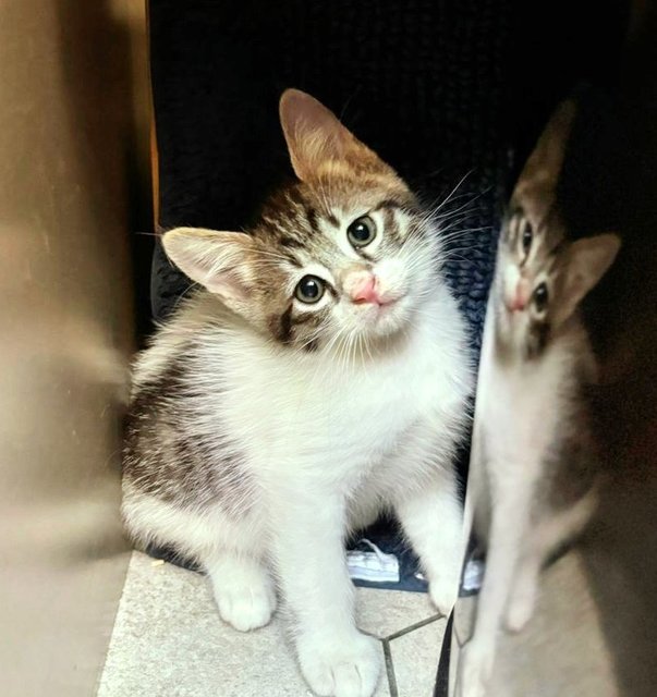 Syawal &amp; Raya - Domestic Medium Hair Cat