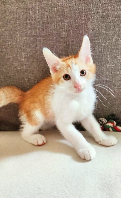 Syawal &amp; Raya - Domestic Medium Hair Cat