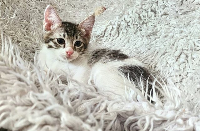 Syawal &amp; Raya - Domestic Medium Hair Cat