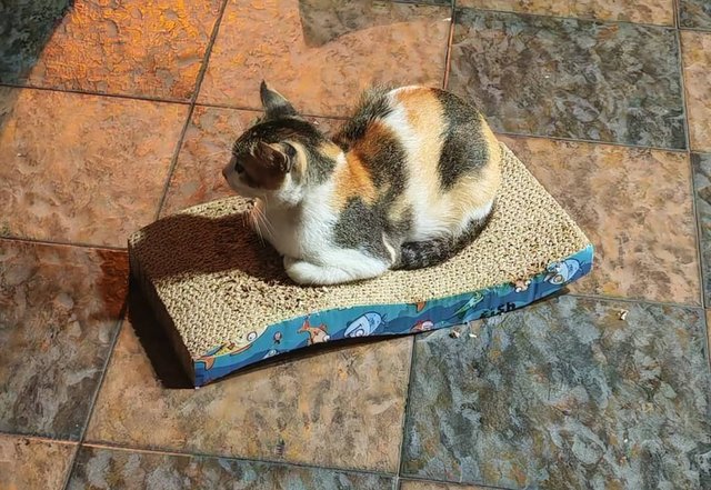 Chachamaru.  - Calico Cat