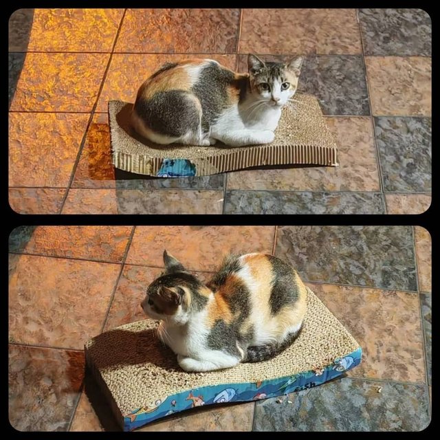 Chachamaru.  - Calico Cat