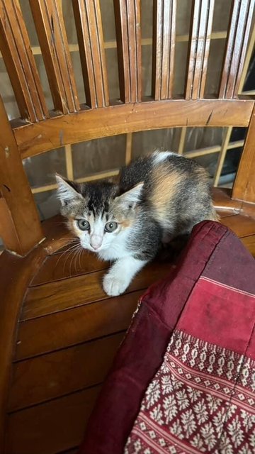 Adik And Kiss - Calico + Tabby Cat
