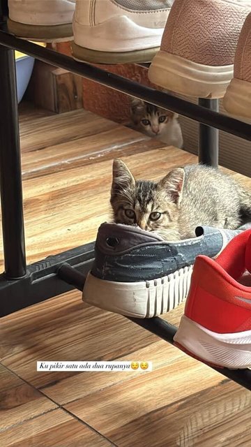 Adik And Kiss - Calico + Tabby Cat