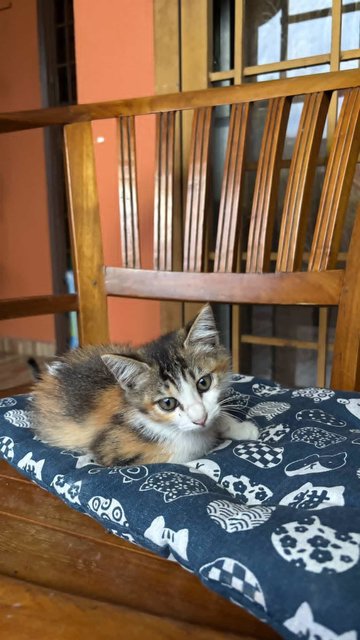 Adik And Kiss - Calico + Tabby Cat