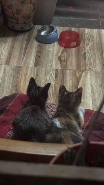 Adik And Kiss - Calico + Tabby Cat