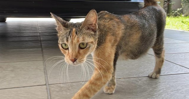 PF141296 - Domestic Short Hair Cat