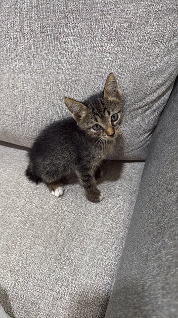 PF141296 - Domestic Short Hair Cat