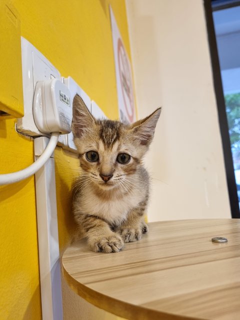 Kian - Tabby Cat