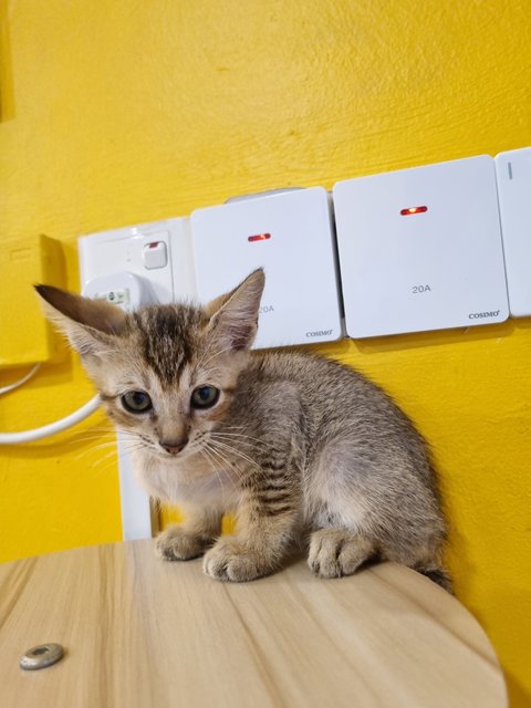 Kian - Tabby Cat