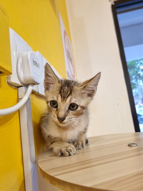 Kian - Tabby Cat