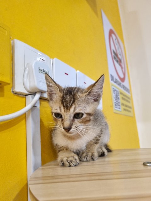 Kian - Tabby Cat