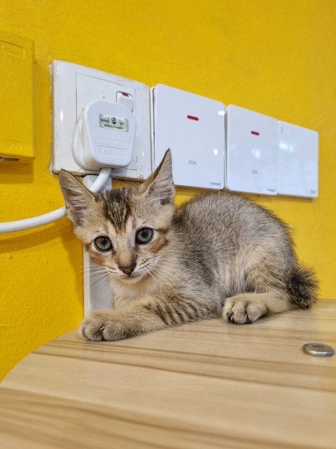Kian - Tabby Cat