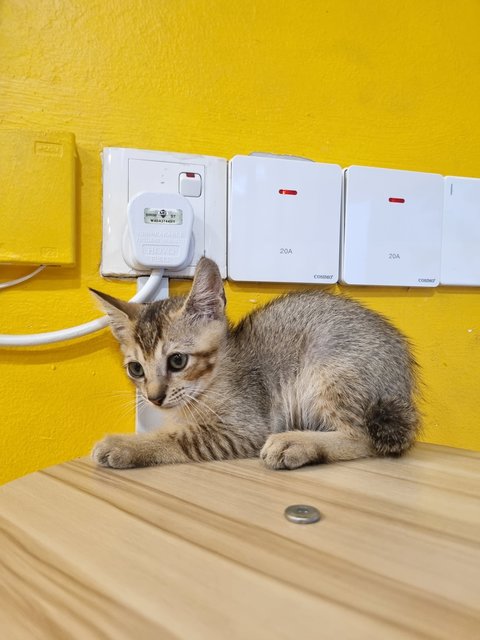 Kian - Tabby Cat