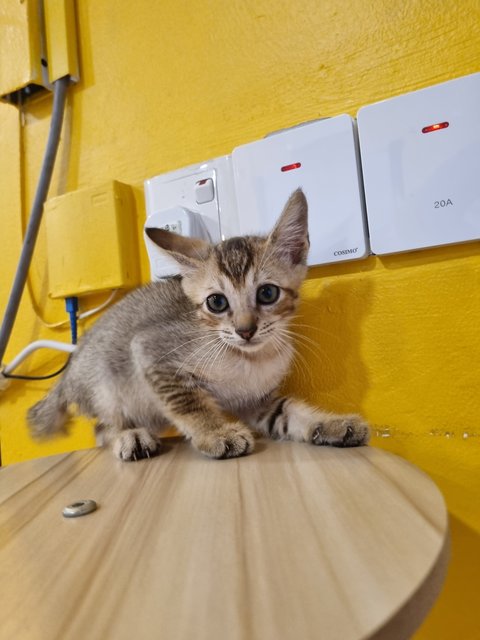 Kian - Tabby Cat