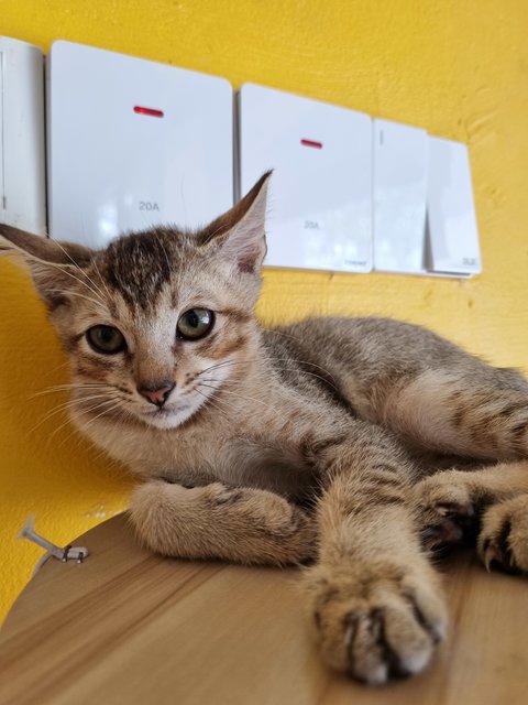 Kian - Tabby Cat