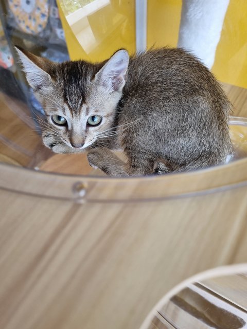 Kian - Tabby Cat