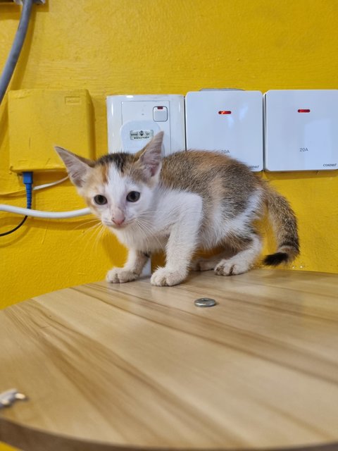 Feifei - Calico Cat