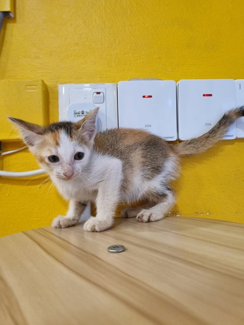 Feifei - Calico Cat