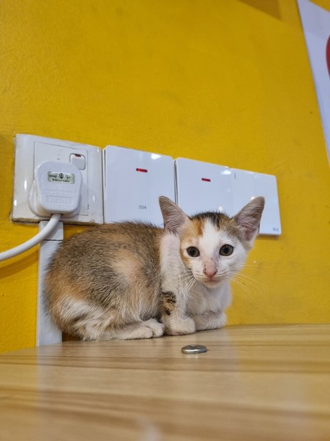 Feifei - Calico Cat