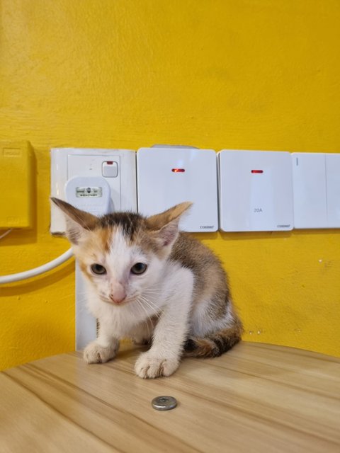Feifei - Calico Cat
