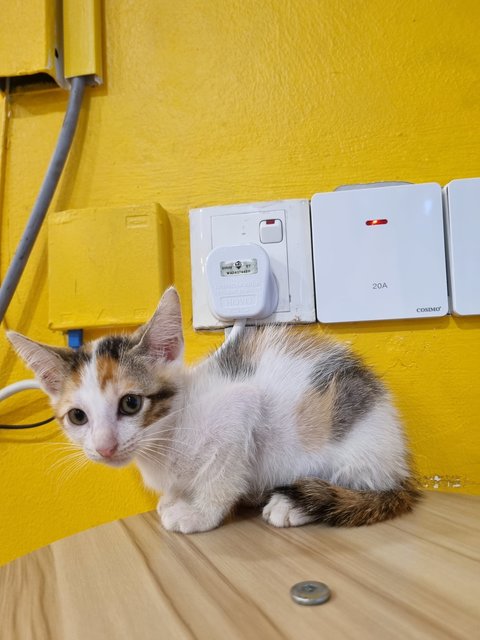 Faye - Calico Cat