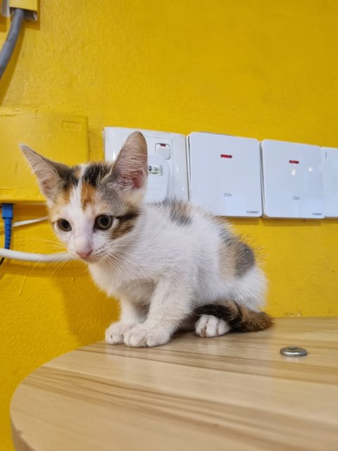 Faye - Calico Cat