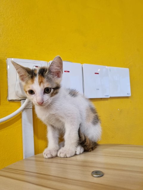 Faye - Calico Cat