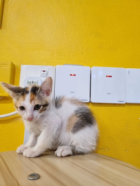 Faye - Calico Cat