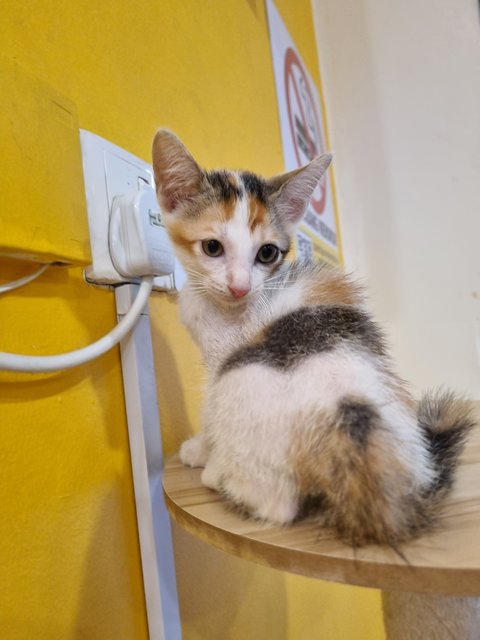 Faye - Calico Cat
