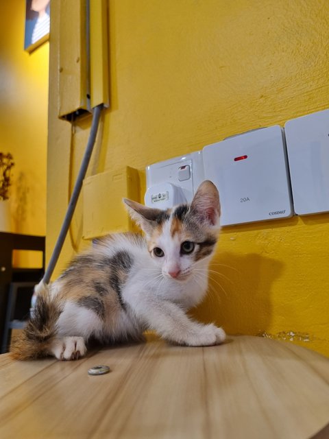 Faye - Calico Cat