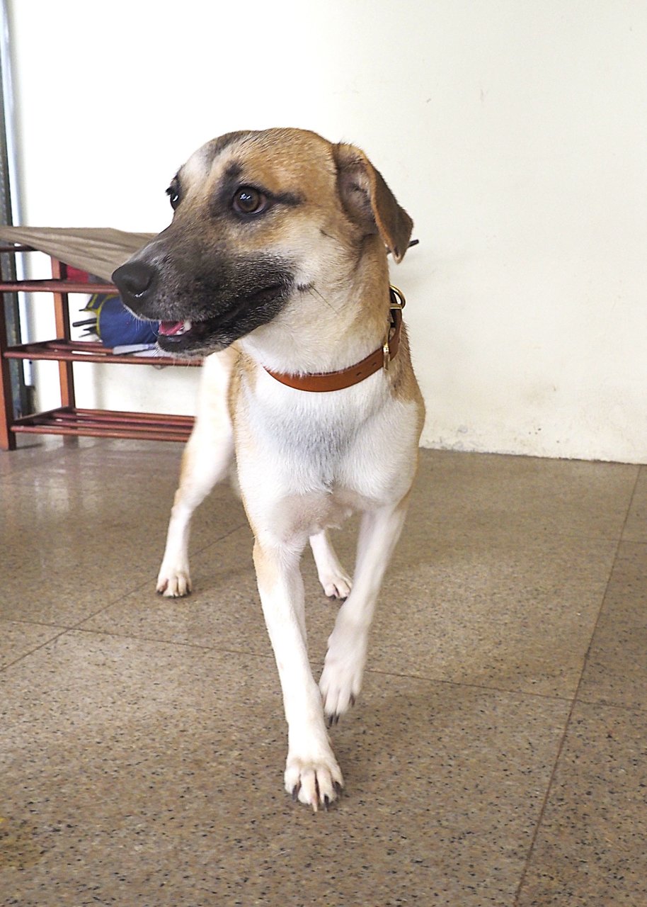 Peanut Girl - Mixed Breed Dog