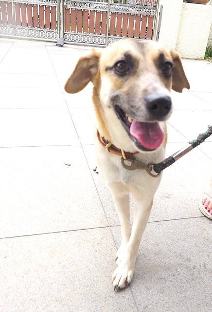 Peanut Girl - Mixed Breed Dog