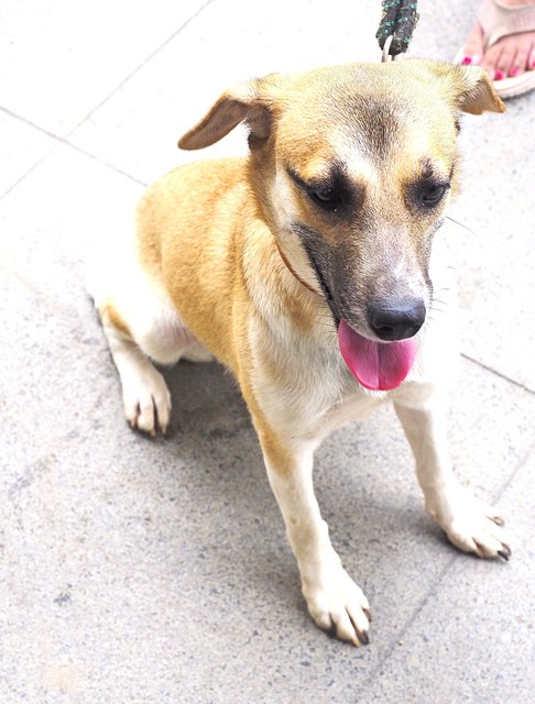 Peanut Girl - Mixed Breed Dog