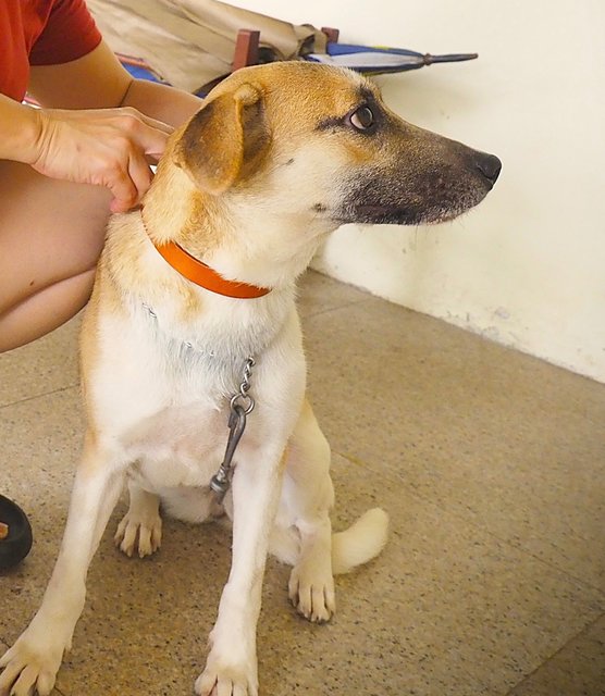 Peanut Girl - Mixed Breed Dog