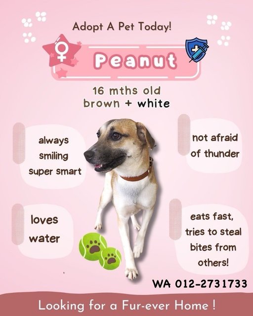 Peanut Girl - Mixed Breed Dog