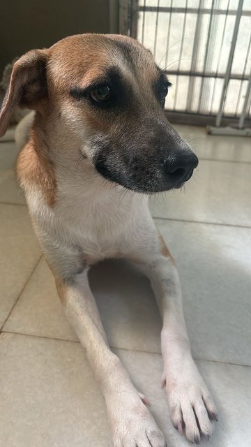 Peanut Girl - Mixed Breed Dog