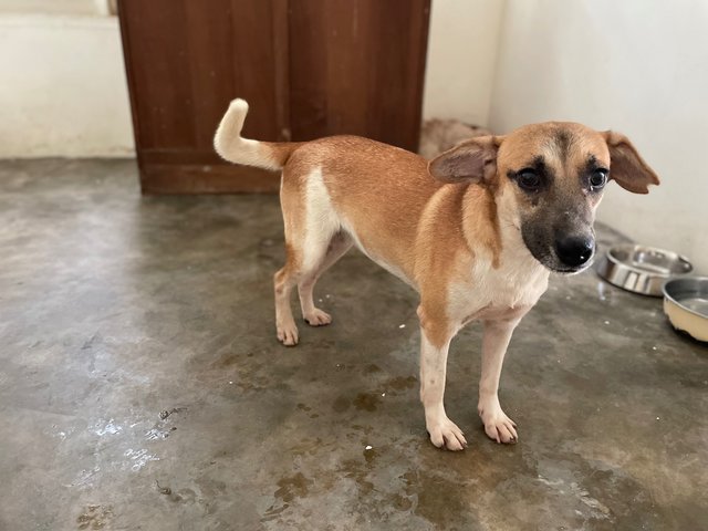 Peanut Girl - Mixed Breed Dog