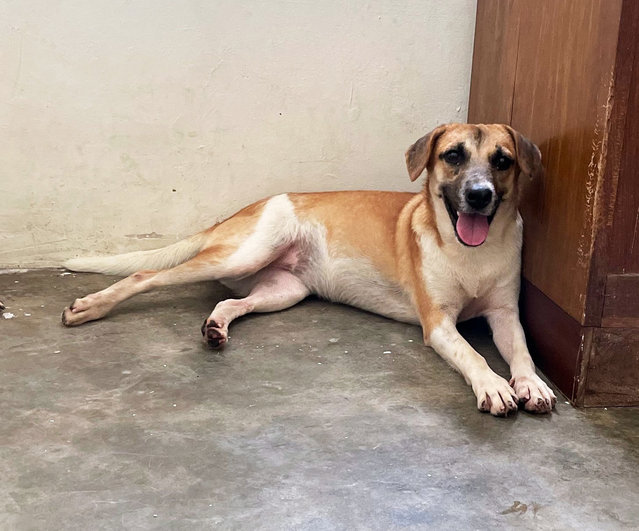 Peanut Girl - Mixed Breed Dog
